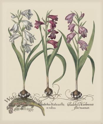 Besler 203 Colored  B2